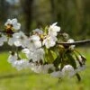 Zoete Kers, Bosplantsoen (Prunus Avium) -Tuinplanten Winkel vaem13175