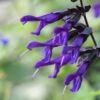 Salie (Salvia 'Amistad') 2 Salie (Salvia 'Amistad') -Tuinplanten Winkel vami09348 1