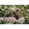 Pluimhortensia Op Stam (Hydrangea Paniculata 'Vanille Fraise' Stam) -Tuinplanten Winkel vanille fraise