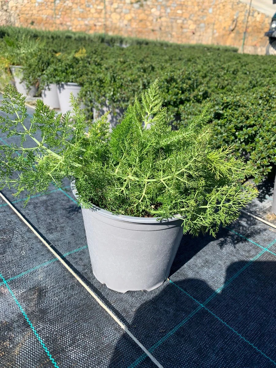 Venkel (Foeniculum Vulgare) 7 Venkel (Foeniculum Vulgare) - Afbeelding 5