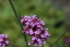 IJzerhard (Verbena Bonariensis) 10 IJzerhard (Verbena Bonariensis) -Tuinplanten Winkel verbena bonariensis 1