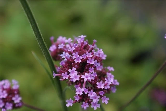 IJzerhard (Verbena Bonariensis) 4 IJzerhard (Verbena Bonariensis) - Afbeelding 2