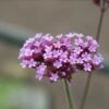 IJzerhard (Verbena Bonariensis) -Tuinplanten Winkel verbena bonariensis 2