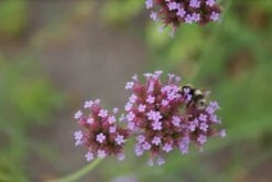 IJzerhard (Verbena Bonariensis) 11 IJzerhard (Verbena Bonariensis) -Tuinplanten Winkel verbena bonariensis 3