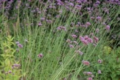 IJzerhard (Verbena Bonariensis) 15 IJzerhard (Verbena Bonariensis) -Tuinplanten Winkel verbena bonariensis 4