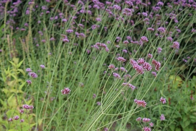 IJzerhard (Verbena Bonariensis) 9 IJzerhard (Verbena Bonariensis) - Afbeelding 7
