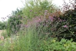 IJzerhard (Verbena Bonariensis) 13 IJzerhard (Verbena Bonariensis) -Tuinplanten Winkel verbena bonariensis 5