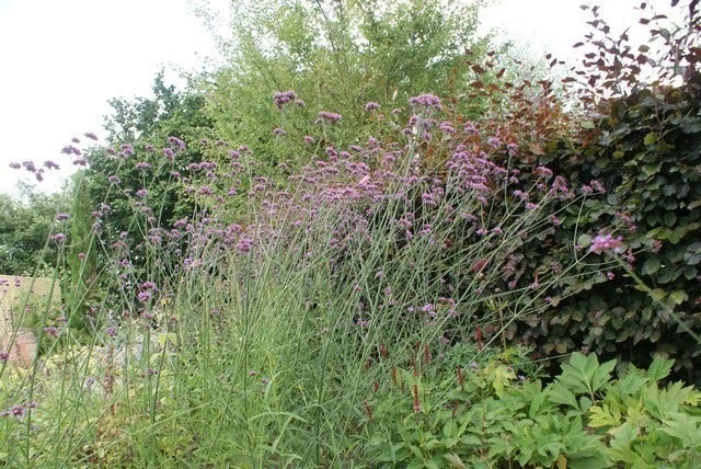IJzerhard (Verbena Bonariensis) 7 IJzerhard (Verbena Bonariensis) - Afbeelding 5