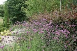 IJzerhard (Verbena Bonariensis) 14 IJzerhard (Verbena Bonariensis) -Tuinplanten Winkel verbena bonariensis 6