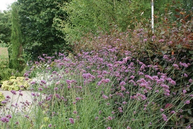 IJzerhard (Verbena Bonariensis) 8 IJzerhard (Verbena Bonariensis) - Afbeelding 6