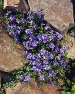 Ereprijs (Veronica Armena)