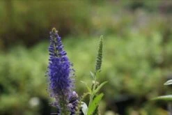Ereprijs (Veronica Longifolia 'Blauriesin') -Tuinplanten Winkel veronica long. blauriesin 1