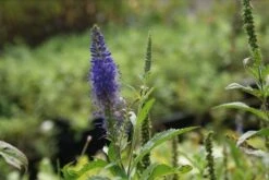 Ereprijs (Veronica Longifolia 'Blauriesin') -Tuinplanten Winkel veronica long. blauriesin 2