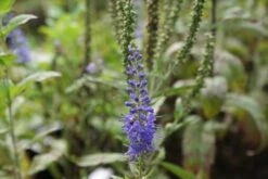 Ereprijs (Veronica Longifolia 'Blauriesin') -Tuinplanten Winkel veronica long. blauriesin 3