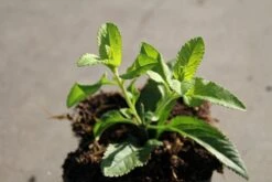 Ereprijs (Veronica Longifolia 'Blauriesin') -Tuinplanten Winkel veronica longif. blauriesin 2