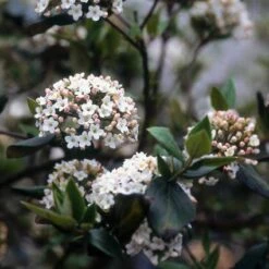 Sneeuwbal (Viburnum Burkwoodii) -Tuinplanten Winkel viburkwo 14