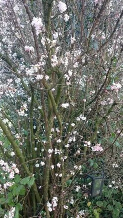 Sneeuwbal (Viburnum Bodnantense 'Charles Lamont') -Tuinplanten Winkel viburnum bodn. charles lamont 1