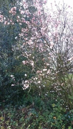 Sneeuwbal (Viburnum Bodnantense 'Charles Lamont') -Tuinplanten Winkel viburnum bodn. charles lamont 4