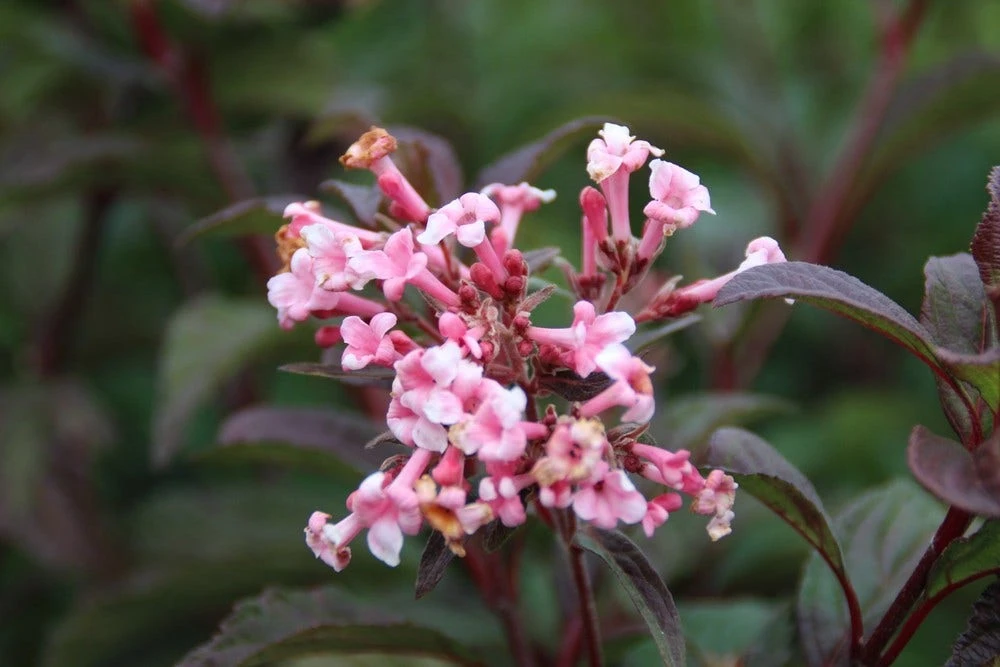 Sneeuwbal (Viburnum Bodnantense 'Dawn') 5 Sneeuwbal (Viburnum Bodnantense 'Dawn') - Afbeelding 3