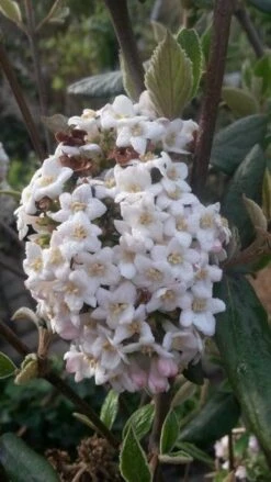 Sneeuwbal (Viburnum Burkwoodii) -Tuinplanten Winkel viburnum burkwoodii2