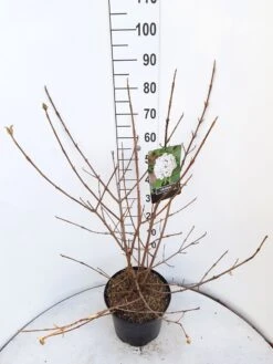 Sneeuwbal (Viburnum Carlcephalum) 11 Sneeuwbal (Viburnum Carlcephalum) -Tuinplanten Winkel viburnum carlecephalum c10 v01