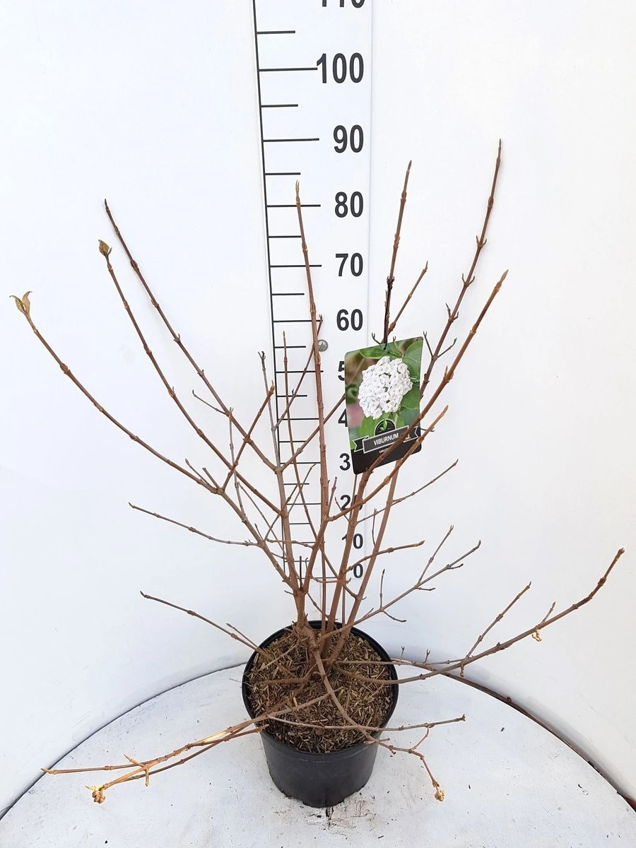 Sneeuwbal (Viburnum Carlcephalum) 7 Sneeuwbal (Viburnum Carlcephalum) - Afbeelding 5