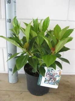 Sneeuwbal (Viburnum Davidii) -Tuinplanten Winkel viburnum davidi c3 03 08 2018