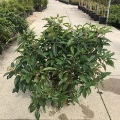 Sneeuwbal (Viburnum Davidii) -Tuinplanten Winkel viburnum davidii c20 1