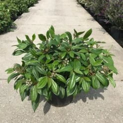 Sneeuwbal (Viburnum Davidii) -Tuinplanten Winkel viburnum davidii c20 5