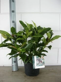 Sneeuwbal (Viburnum Davidii) -Tuinplanten Winkel viburnum davidii c3 18 09 2017 1