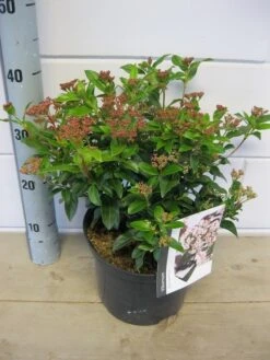Groenblijvende Sneeuwbal (Viburnum Tinus 'Eve Price') 26 Groenblijvende Sneeuwbal (Viburnum Tinus 'Eve Price') -Tuinplanten Winkel viburnum eve price c5 6 11 2018 2