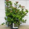 Sneeuwbal (Viburnum Tinus 'Gwenllian') -Tuinplanten Winkel viburnum gwenlian c5 7 2 2019 1