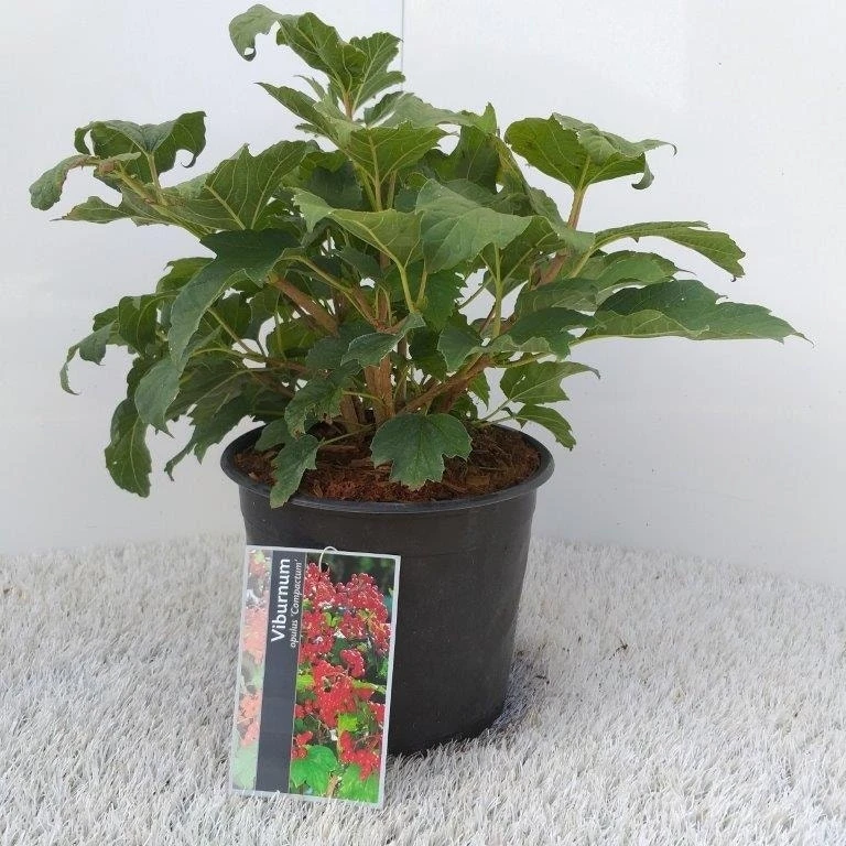 Gelderse Roos (Viburnum Opulus 'Compactum') 5 Gelderse Roos (Viburnum Opulus 'Compactum') - Afbeelding 3