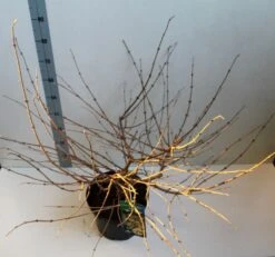 Sneeuwbal (Viburnum Plicatum 'Mariesii') 12 Sneeuwbal (Viburnum Plicatum 'Mariesii') -Tuinplanten Winkel viburnum plic mariessii 80 10 cm co. 10lv kopie