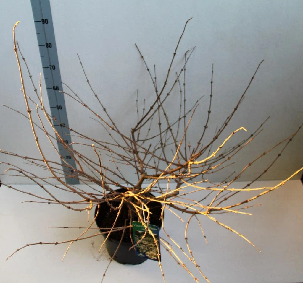 Sneeuwbal (Viburnum Plicatum 'Mariesii') 7 Sneeuwbal (Viburnum Plicatum 'Mariesii') - Afbeelding 5