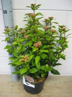 Sneeuwbal (Viburnum Tinus 'Spirit') -Tuinplanten Winkel viburnum spirit c5 7 2 2019 1