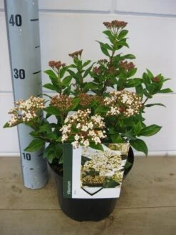 Groenblijvende Sneeuwbal (Viburnum Tinus) -Tuinplanten Winkel viburnum tinus 20 25 c3 31 10 2017 2