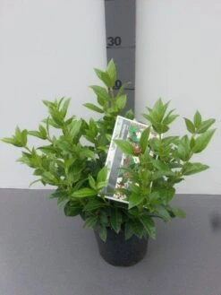 Groenblijvende Sneeuwbal (Viburnum Tinus) -Tuinplanten Winkel viburnum tinus 2