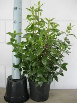 Sneeuwbal (Viburnum Tinus 'Spirit') -Tuinplanten Winkel viburnum tinus 40 50 c3 april 2 2