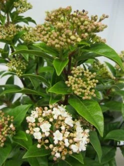 Groenblijvende Sneeuwbal (Viburnum Tinus) -Tuinplanten Winkel viburnum tinus bloem klein