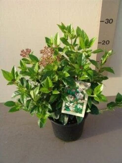 Groenblijvende Sneeuwbal (Viburnum Tinus) -Tuinplanten Winkel viburnum tinus c3 2
