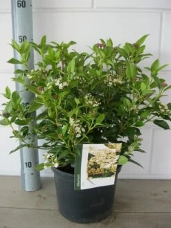 Groenblijvende Sneeuwbal (Viburnum Tinus) -Tuinplanten Winkel viburnum tinus c5 knop bloem 14 9 2018