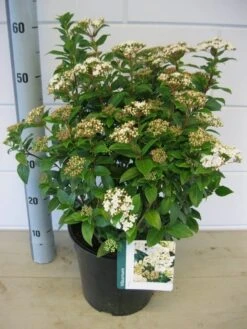 Groenblijvende Sneeuwbal (Viburnum Tinus) -Tuinplanten Winkel viburnum tinus c7 november 2