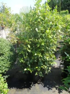Groenblijvende Sneeuwbal (Viburnum Tinus 'Eve Price') 29 Groenblijvende Sneeuwbal (Viburnum Tinus 'Eve Price') -Tuinplanten Winkel viburnum tinus eve price 125 150 c50