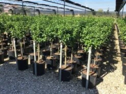 Sneeuwbal Op Stam (Viburnum Tinus 'Eve Price') -Tuinplanten Winkel viburnum tinus eve price 50cm stem