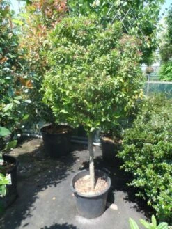 Sneeuwbal Op Stam (Viburnum Tinus 'Eve Price') -Tuinplanten Winkel viburnum tinus eve price 70 80stam c50 extra