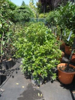 Groenblijvende Sneeuwbal (Viburnum Tinus 'Eve Price') 28 Groenblijvende Sneeuwbal (Viburnum Tinus 'Eve Price') -Tuinplanten Winkel viburnum tinus eve price 80 100 c20