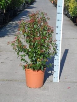 Groenblijvende Sneeuwbal (Viburnum Tinus 'Eve Price') 23 Groenblijvende Sneeuwbal (Viburnum Tinus 'Eve Price') -Tuinplanten Winkel viburnum tinus eve price 80 100 c20