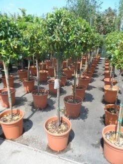 Sneeuwbal Op Stam (Viburnum Tinus 'Eve Price') -Tuinplanten Winkel viburnum tinus eve price 80stam c20