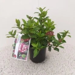 Sneeuwbal (Viburnum Tinus 'Gwenllian') -Tuinplanten Winkel viburnum tinus gwenllian